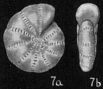 Elphidium oceanicum