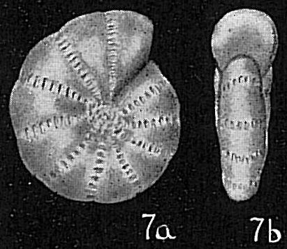 Elphidium oceanicum Elphidium oceanicum