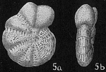 Elphidium reticulosum