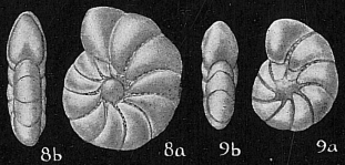 Elphidium simplex, author: Cedhagen, Tomas