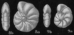 Elphidium simplex