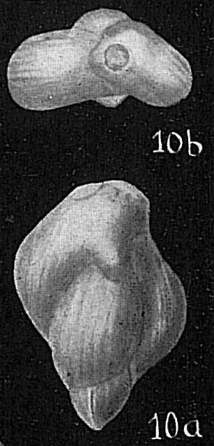 Guttulina sp. Guttulina sp.