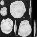 Heterostegina curva