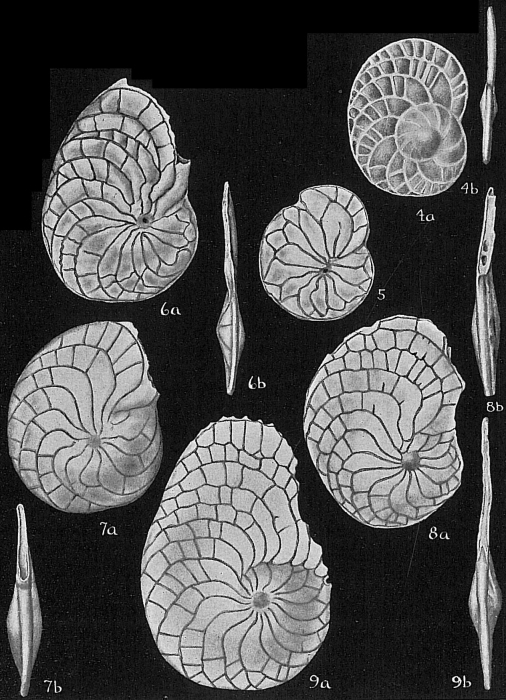 Heterostegina depressa Heterostegina depressa