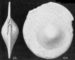 Heterostegina suborbicularis