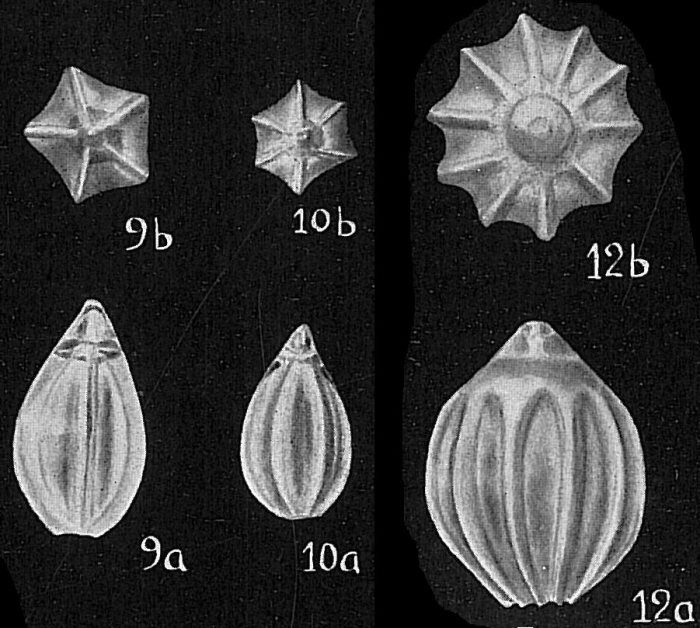 Lagena acuticosta sensu Cushman (1933) not Reuss = Homalohedra spp. Lagena acuticosta sensu Cushman (1933) not Reuss = Homalohedra spp.