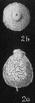 Lagena ampulla-distoma, author: Cedhagen, Tomas