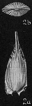 Lagena auriculata costata