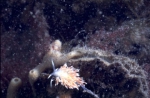 Nudibranchia