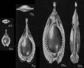 Fissurina stschedrinae not Lagena formosa