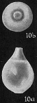 Lagena globosa, author: Cedhagen, Tomas
