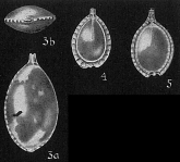 Lagena lagenoides, author: Cedhagen, Tomas