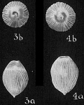 Lagena lineata