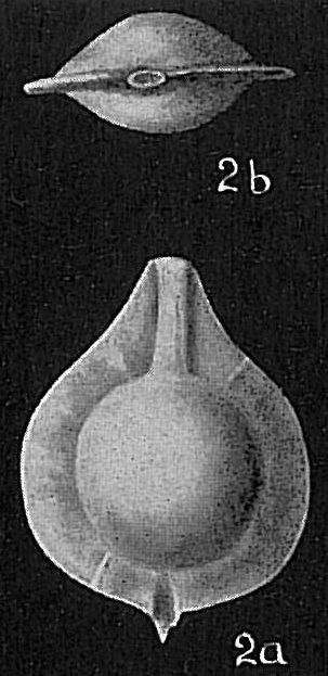 Lagena marginata var. Lagena marginata var.