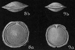 Lagena marginata var.