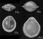 Lagena marginata