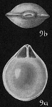 Lagena marginata