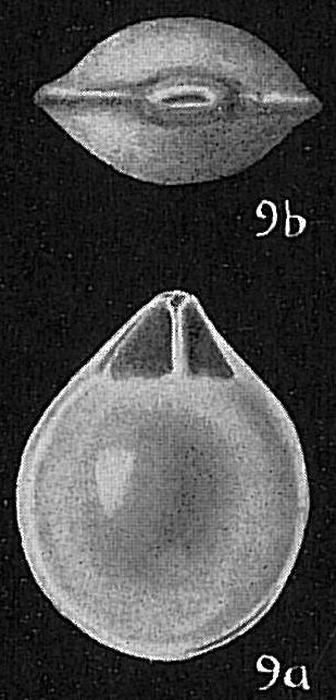Lagena marginata Lagena marginata