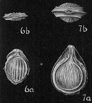 Lagena orbignyana clathrata