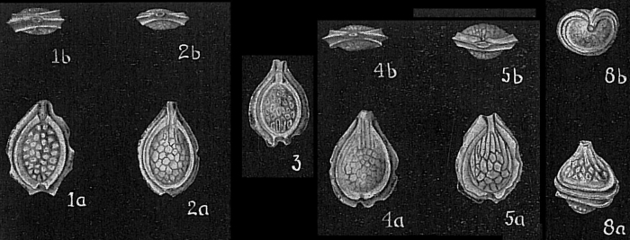 Lagena orbignyana var. lacunata Lagena orbignyana var. lacunata