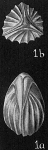 Lagena pulchella