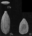 Lagena radiato-marginata