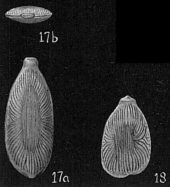 Lagena radiato-marginata Lagena radiato-marginata