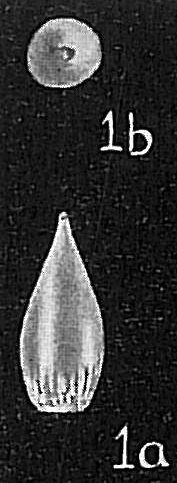 Lagena semistriata Lagena semistriata