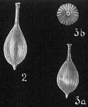 Lagena striata strumosa