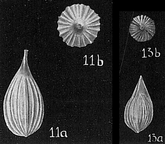 Lagena striata Lagena striata