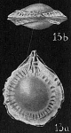 Lagena yokoyamae