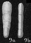 Lingulina glandigena