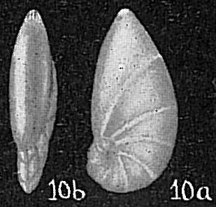 Marginulina crepidula Marginulina crepidula