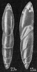 Marginulina subcrassa