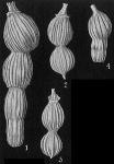 Nodosaria parva