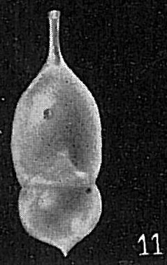 Nodosaria sp. Nodosaria sp.