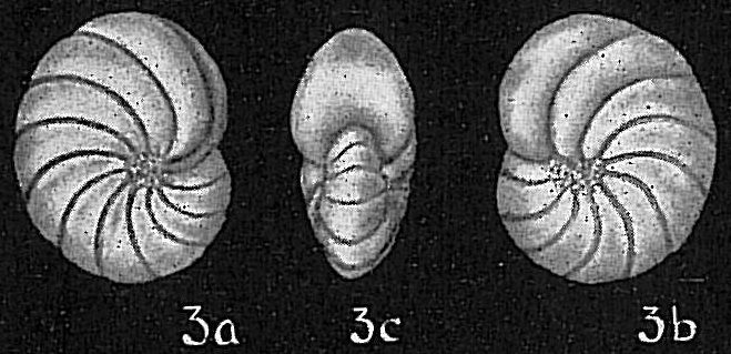 Nonion boueanum Nonion boueanum