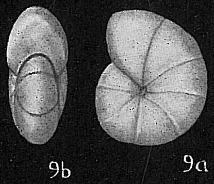 Nonion pacificum Nonion pacificum