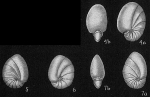 Nonion subturgidum