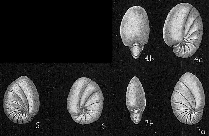 Nonion subturgidum Nonion subturgidum