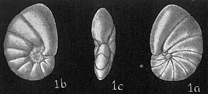 Nonionella auris Nonionella auris