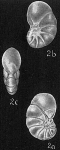 Nonionella translucens