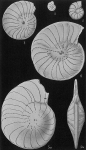 Operculina gaimardi