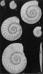 Operculina granulosa