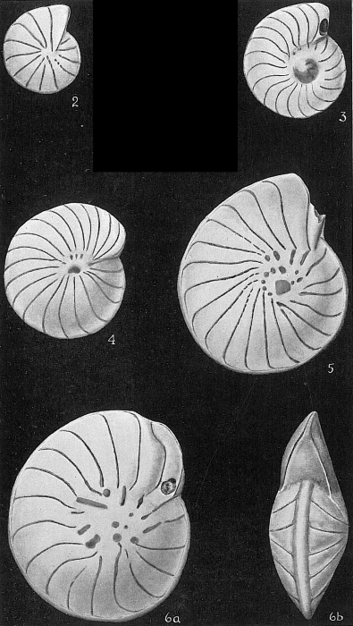 Operculinella venosa sensu Cushman, 1933 = Operculinella cumingii? pro parte Operculinella venosa sensu Cushman, 1933 = Operculinella cumingii? pro parte