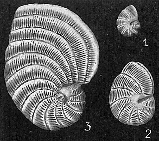 Peneroplis planatus Peneroplis planatus