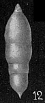 Pseudoglandulina propinqua