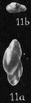 Pseudopolymorphina subnodosa