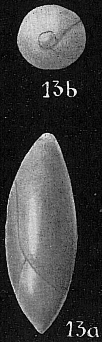 Pyrulina cylindroides Pyrulina cylindroides