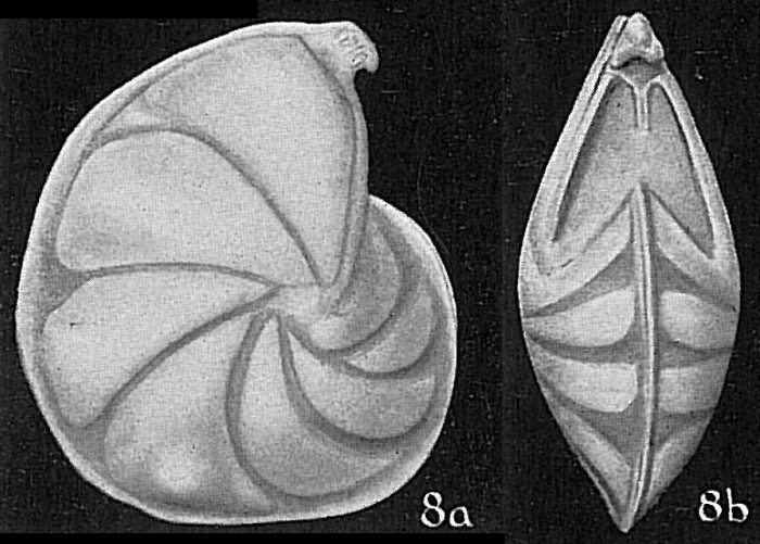 Robulus coloratus Robulus coloratus